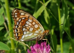 Argynnis