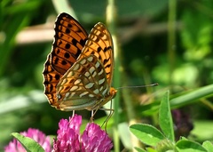 Argynnis