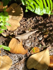 Leiocephalus carinatus