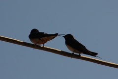 Hirundo rustica