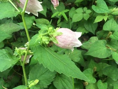 Campanula punctata hondoensis