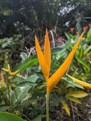 Heliconia psittacorum