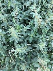 Urtica dioica