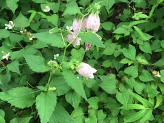 Campanula punctata hondoensis