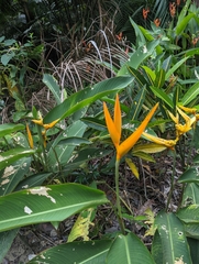 Heliconia psittacorum