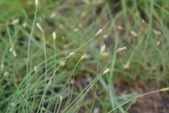 Fimbristylis polytrichoides
