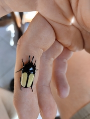 Dicheros bicornis yaekoae