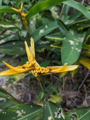 Heliconia psittacorum