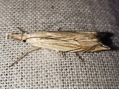 Metacrambus carectellus