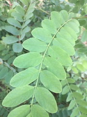Robinia