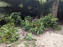 Heliconia psittacorum