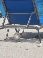Columba livia domestica