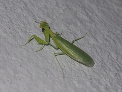 Tropidomantis gressitti