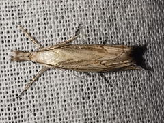 Metacrambus carectellus