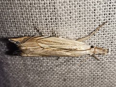 Metacrambus carectellus
