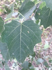 Populus