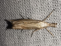 Metacrambus carectellus