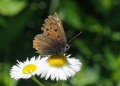 Lycaena phlaeas daimio