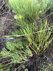 Tordylieae