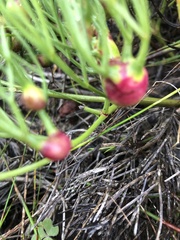 Tordylieae