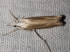 Metacrambus pallidellus