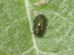 Phratora vitellinae