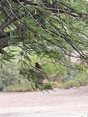 Pyrocephalus rubinus