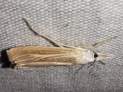 Metacrambus pallidellus