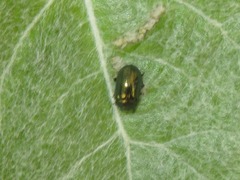 Phratora vitellinae