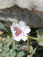 Erodium cheilanthifolium