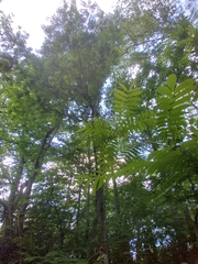 Pterocarya rhoifolia