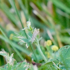Crambus laqueatellus