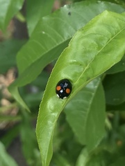 Harmonia axyridis