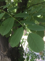 Robinia