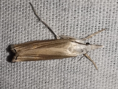 Metacrambus pallidellus