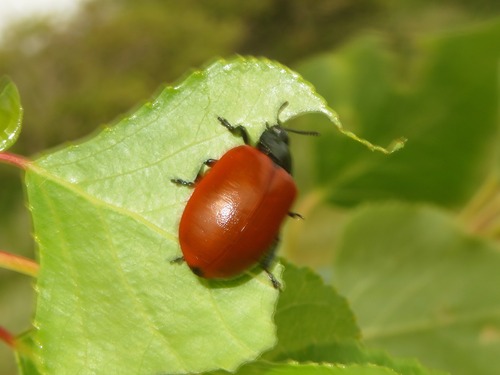Poplar Leaf Beetle, Wassenaar, Nederland, photo 8 of 10