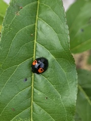Harmonia axyridis