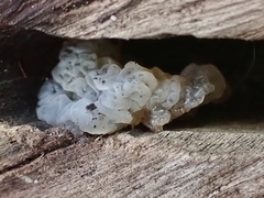 Tremella globispora