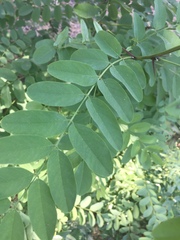 Robinia