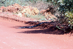 Aspidites melanocephalus