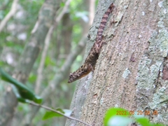 Anolis allogus