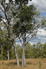 Eucalyptus microneura