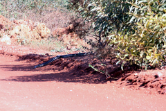 Aspidites melanocephalus