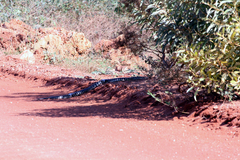 Aspidites melanocephalus