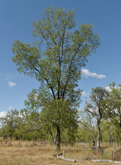 Terminalia platyptera