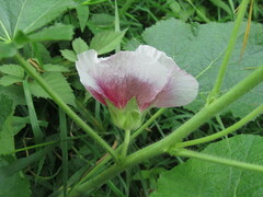 Alcea rosea