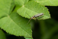Cantharis nigricans