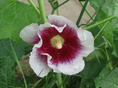Alcea rosea