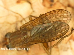 Pherbina coryleti