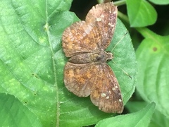 Pseudocoladenia dan dhyana